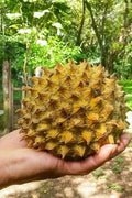 Soncoya Fruit Tree Seeds - 5 Seeds - Annona purpurea - Tropical Fruit Planting Seeds for Garden