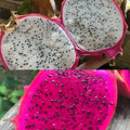 Dragon Fruit Seeds - 100 White & 100 Red Pitaya Seeds - Hylocereus Undatus Cactus for Planting