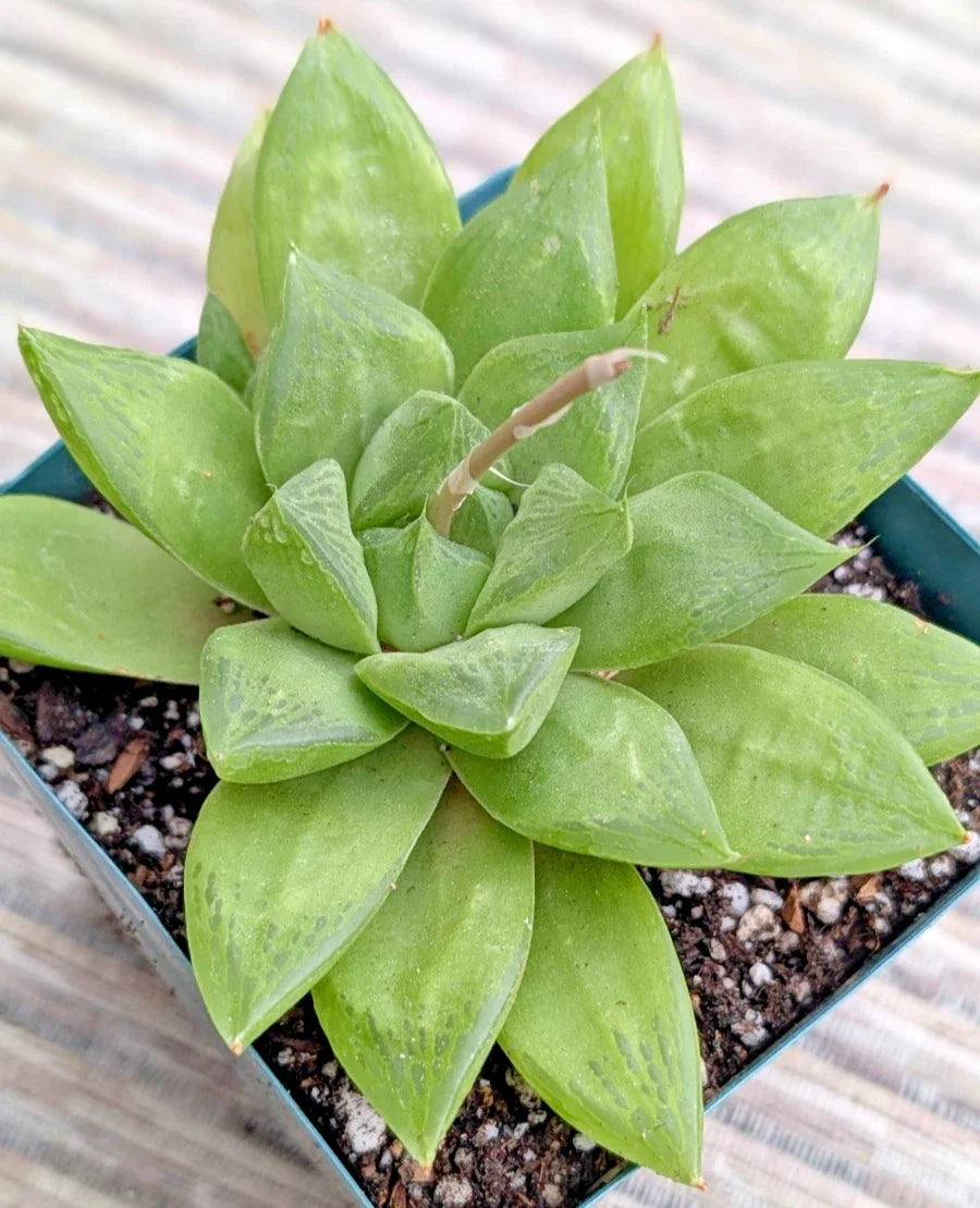 Haworthia Retusa Plant - 6" Potted Mature Specimen - Rare Succulent Indoor Plant
