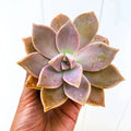 Ghost Plant Succulent, Live Graptopetalum paraguayense, Mother of Pearls, Indoor Plant, Low Maintenance Plant