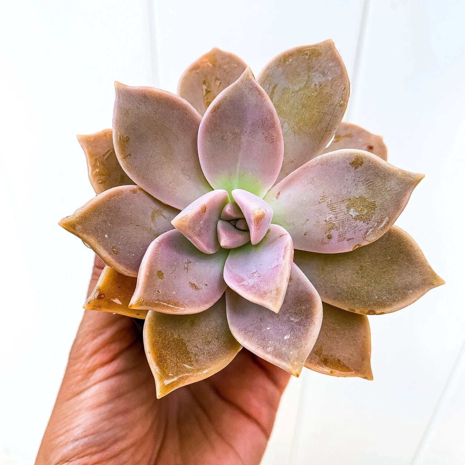 Ghost Plant Succulent, Live Graptopetalum paraguayense, Mother of Pearls, Indoor Plant, Low Maintenance Plant