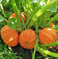 Orange Cutie Squash Seeds - 10 Seeds - Easy to Grow - Cucurbita pepo - Perfect for Home Gardening