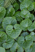 Wild Ginger Bare-root Plant | Asarum canadense | Heart-shaped Leaves | Deer Resistant Ground Cover | Shade Tolerant
