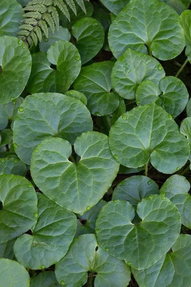 Wild Ginger Bare-root Plant | Asarum canadense | Heart-shaped Leaves | Deer Resistant Ground Cover | Shade Tolerant