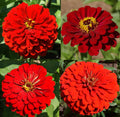 Zinnia Seeds Bulk 500 Count Hummingbird Reds Heirloom Non-GMO for Butterflies - Zinnia elegans