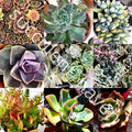 Fresh Succulent Cuttings Assorted Varieties 30 Lot 1"-4" Size Perfect for Planting and Crafts