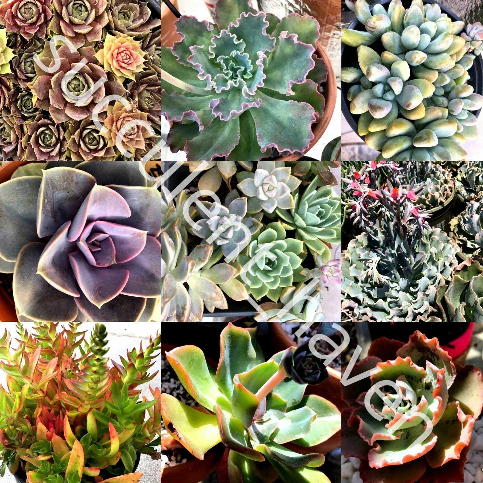 Fresh Succulent Cuttings Assorted Varieties 30 Lot 1"-4" Size Perfect for Planting and Crafts