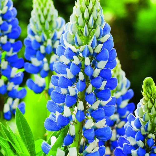 Texas Blue Lupin Seeds Packet of 40 Seeds, 2025 Crop, Lupinus texensis, Wildflower Seeds for Garden and Landscaping