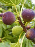 Brown Turkey Fig Tree Starter Plant - 3 Pack - Fruiting Ficus Carica - Self-Fruitful, Drought-Tolerant, 10-30 ft Height