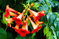 Rare Red Hummingbird Vine Seeds - 25 Non-GMO Seeds - Red Trumpet Bush - Distictively Attractive, Fast-Growing (Campsis radicans)