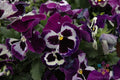 Viva La Violet Pansy Seeds - 200+ Count - Viola Flowers for Garden - USA Grown