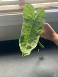 Philodendron Cuttings - Paraiso Verde, Micans, Scindapsus - Rare Variegated Aroids for Indoor Plant Lovers