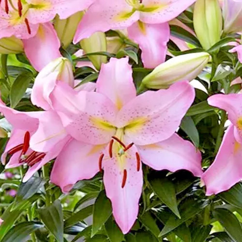 Oriental Lily Bulb Large Fragrant Pink 'Smart Romance' Lilium 1 Live Flower