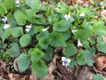 Wild Violet Flower Plants Bareroot Rhizomes 12+ White Viola for CT Garden