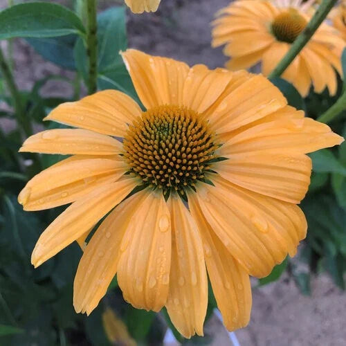 One in a Million Coneflower Seeds - 50 Pack Echinacea Perennial Flowers for Garden Planting