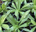 Culantro Seeds - 1000+ Seeds, Recao, Long Coriander, Thai Parsley, Ngo Gai - Eryngium foetidum
