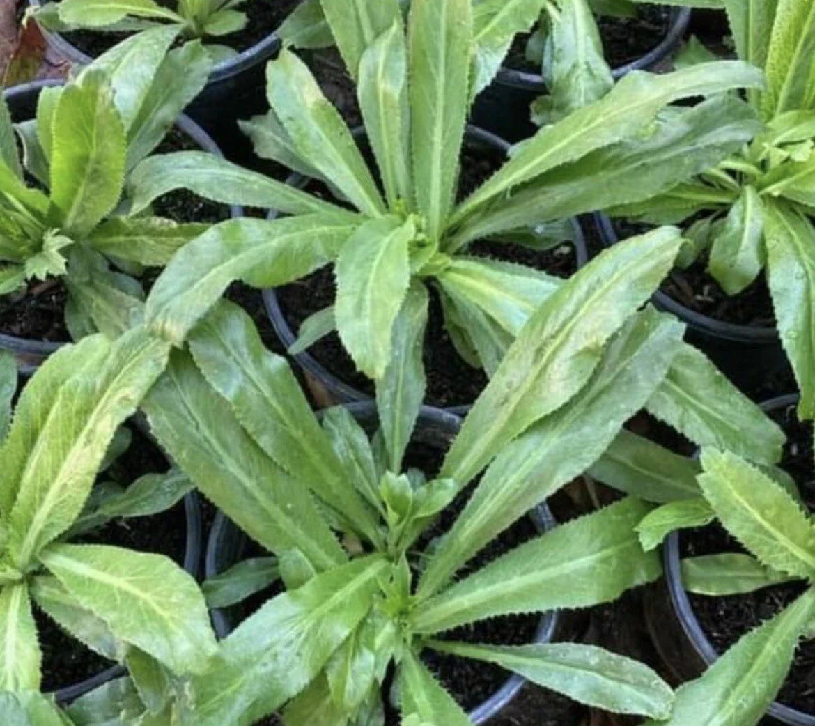 Culantro Seeds - 1000+ Seeds, Recao, Long Coriander, Thai Parsley, Ngo Gai - Eryngium foetidum