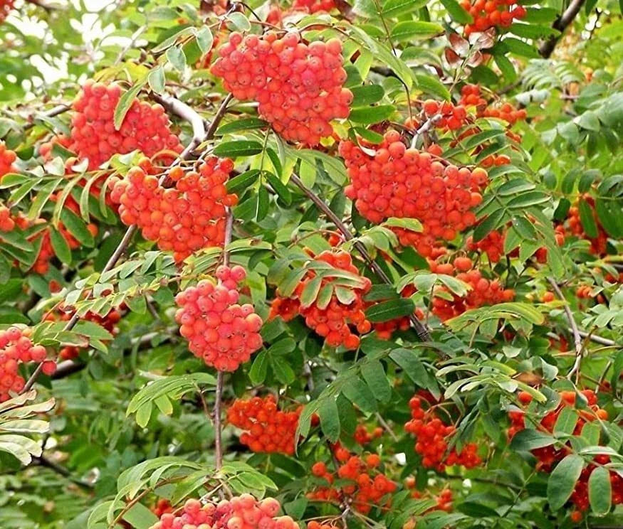 Mountain Ash Tree Seeds 50 Seeds Sorbus aucuparia Red Berries