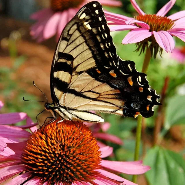 Hummingbird & Butterfly Wildflower Seed Mix - 200 Organic Seeds - Nectar Variety for Pollinators - Non-GMO