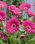 Gerbera Sweet Spice Daisies Live Plant 3-5" Tall Vibrant Blooms Gerbera jamesonii