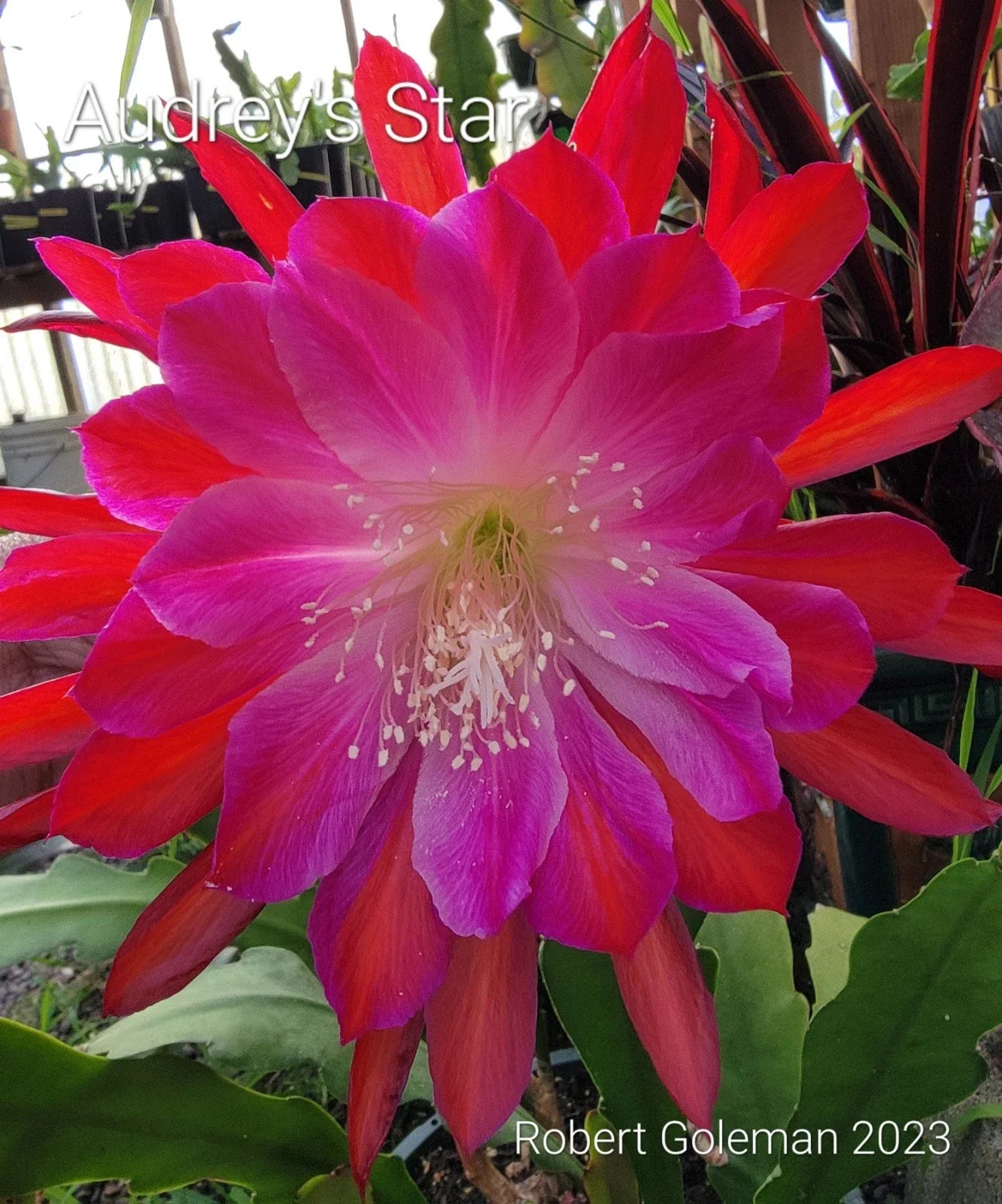 Epiphyllum Cutting - Unrooted - Audrey's Star - Rare Orchid Cactus - Unique Indoor Plant - Perfect for Propagation