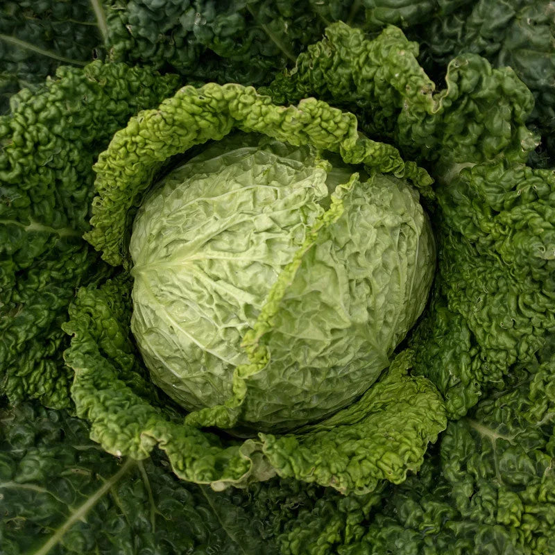 Savoy Perfection Cabbage Seeds, NON-GMO, Heirloom Drumhead, Easy Grow, Brassica oleracea var. capitata