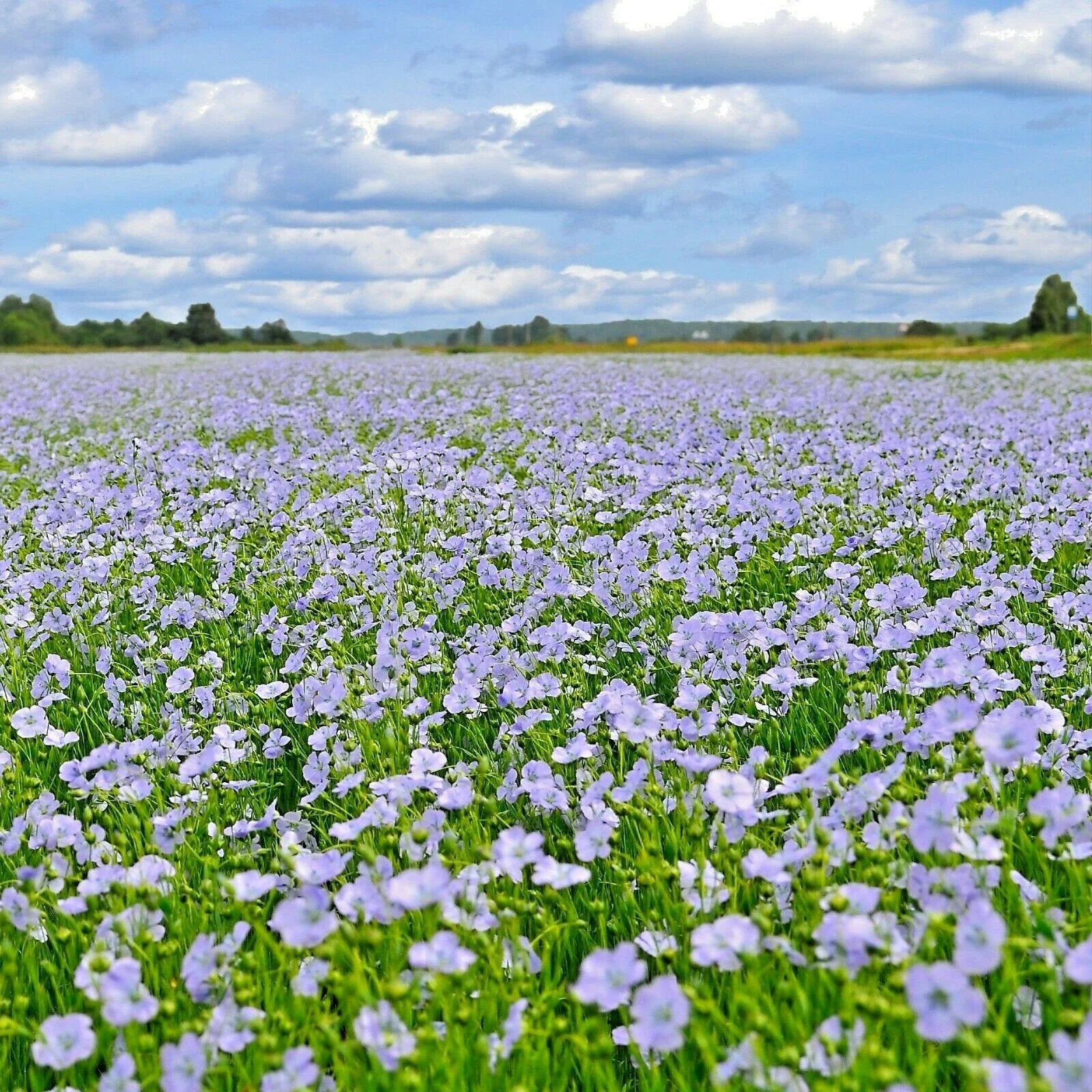 Blue Flax Seeds - 1000+ Count - Native Wildflower Perennial - Linum perenne - Drought Tolerant Summer Garden Planting
