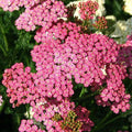 Yarrow Seeds 500 Count Cerise Queen Perennial Non-GMO Cut Flowers for Pollinators (Achillea millefolium)