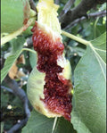 Fig Tree Cuttings - 5 White Adriatic Cuttings - Ficus carica - FREE US SHIPPING!