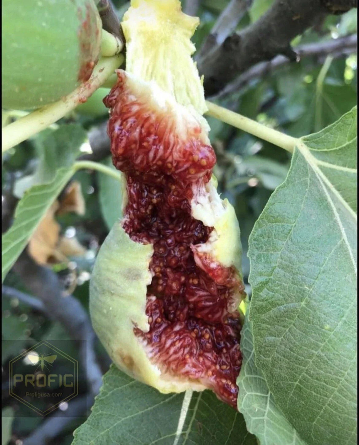 Fig Tree Cuttings - 5 White Adriatic Cuttings - Ficus carica - FREE US SHIPPING!