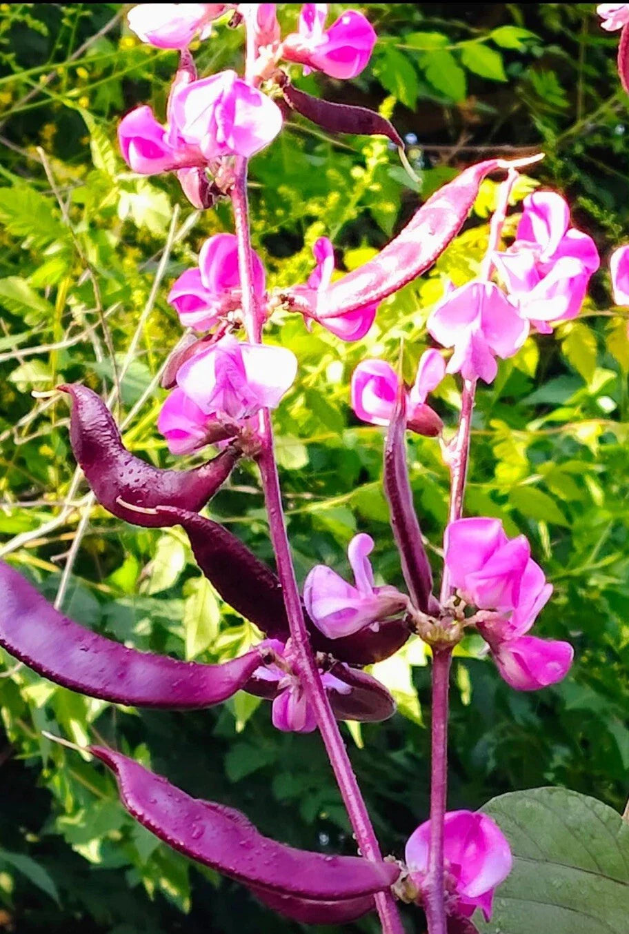15+ Seeds - Purple Moon Hyacinth Bean - Lablab Purpureus - Edible Ornamental Vine Seeds