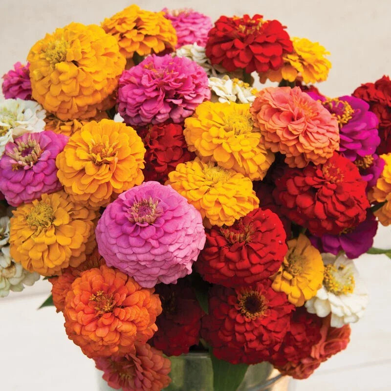Zinnia Seeds - 100+ Oklahoma Mix - Garden Planting - Zinnia elegans - USA