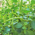 Molokhia Seeds - Egyptian Spinach - Corchorus Olitorius - Ideal for 2025 Planting