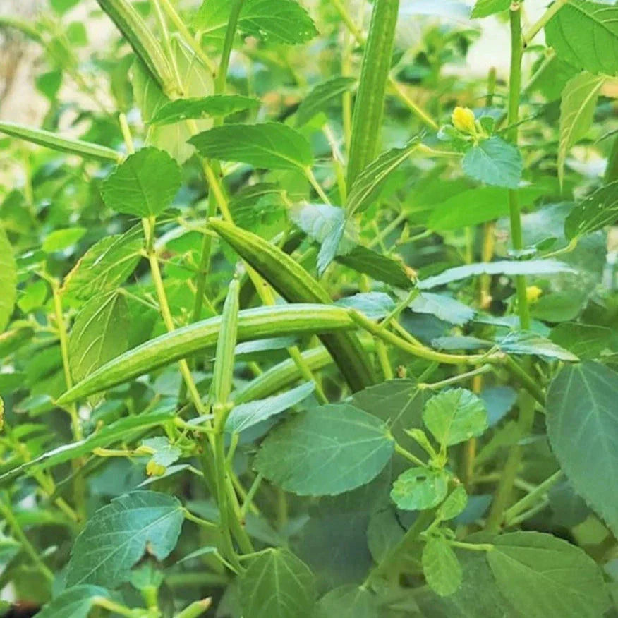 Molokhia Seeds - Egyptian Spinach - Corchorus Olitorius - Ideal for 2025 Planting