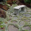 Snow in the Summer Seeds - 500+ Count - Ground Cover, White Flowers - Cerastium tomentosum - Made in USA, Ships from Iowa