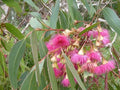 Large Fruited Gum Seeds (30 Seeds) - Eucalyptus leucoxylon - Australian Native Tree Seeds for Planting