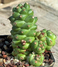 Rare Monadeniun Ritchieii Pinecone Cactus - 4" Diameter Plant, Unique Succulent, Indoor Garden Decor