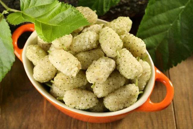 White Mulberry Tree Seeds - 50+ Non-GMO Seeds - Morus Alba - Hardy Fruit Tree Seeds, Grown and Shipped Fresh