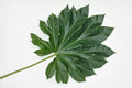 Giant Rice Paper Plant Seeds - 5 Seeds - Tetrapanax papyrifer - Tropical Foliage Garden Starter