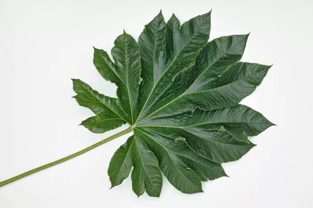 Giant Rice Paper Plant Seeds - 5 Seeds - Tetrapanax papyrifer - Tropical Foliage Garden Starter