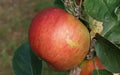 King's Acre Pippin Apple Seeds - 25+ Organic Seeds for Garden Planting - Malus domestica - USA