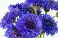 Bachelor Button Seeds, Tall Blue, 50 Count, Centaurea cyanus, Beautiful Bright Blooms for Garden Planting