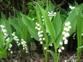 Lily of the Valley Live Plants Set of 6+3 Bare Root Pips Convallaria majalis Fragrant White Flowers