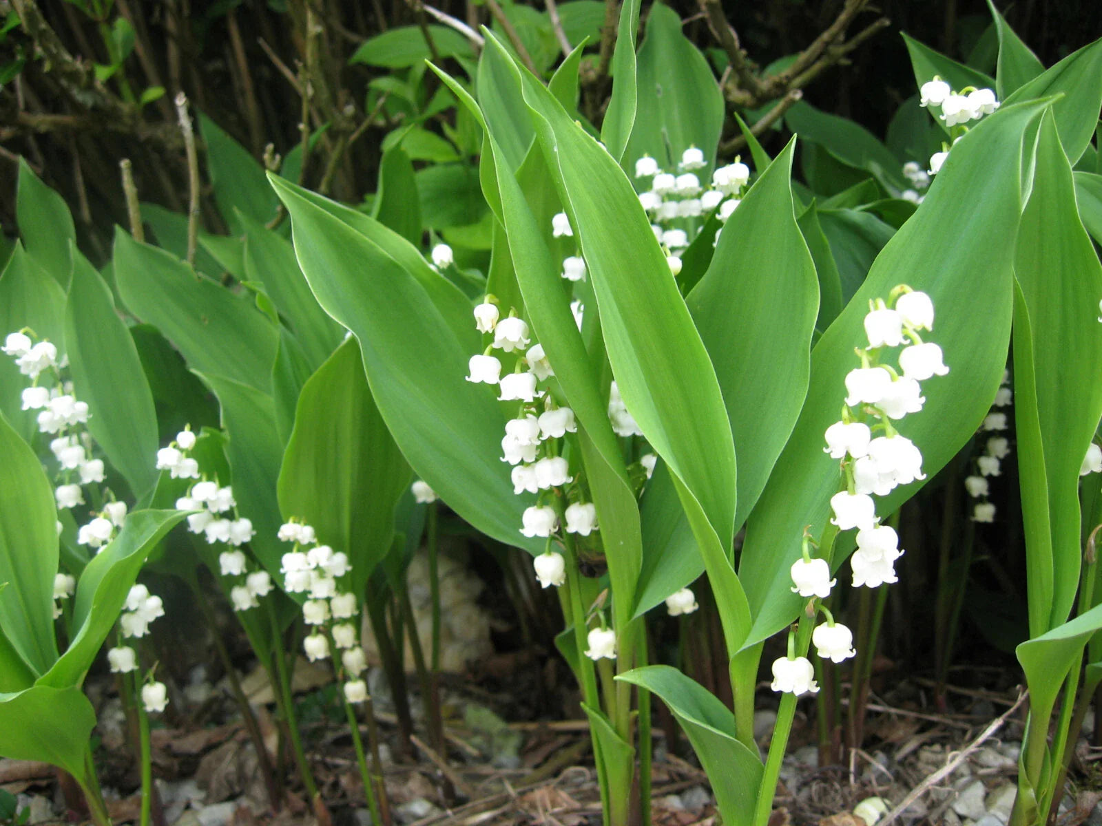 Lily of the Valley Live Plants Set of 6+3 Bare Root Pips Convallaria majalis Fragrant White Flowers