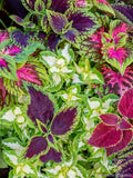 Rainbow Mix Coleus Seeds - 25+ Pack for Garden Planting - Colorful Foliage - Free Shipping - Improved Variety