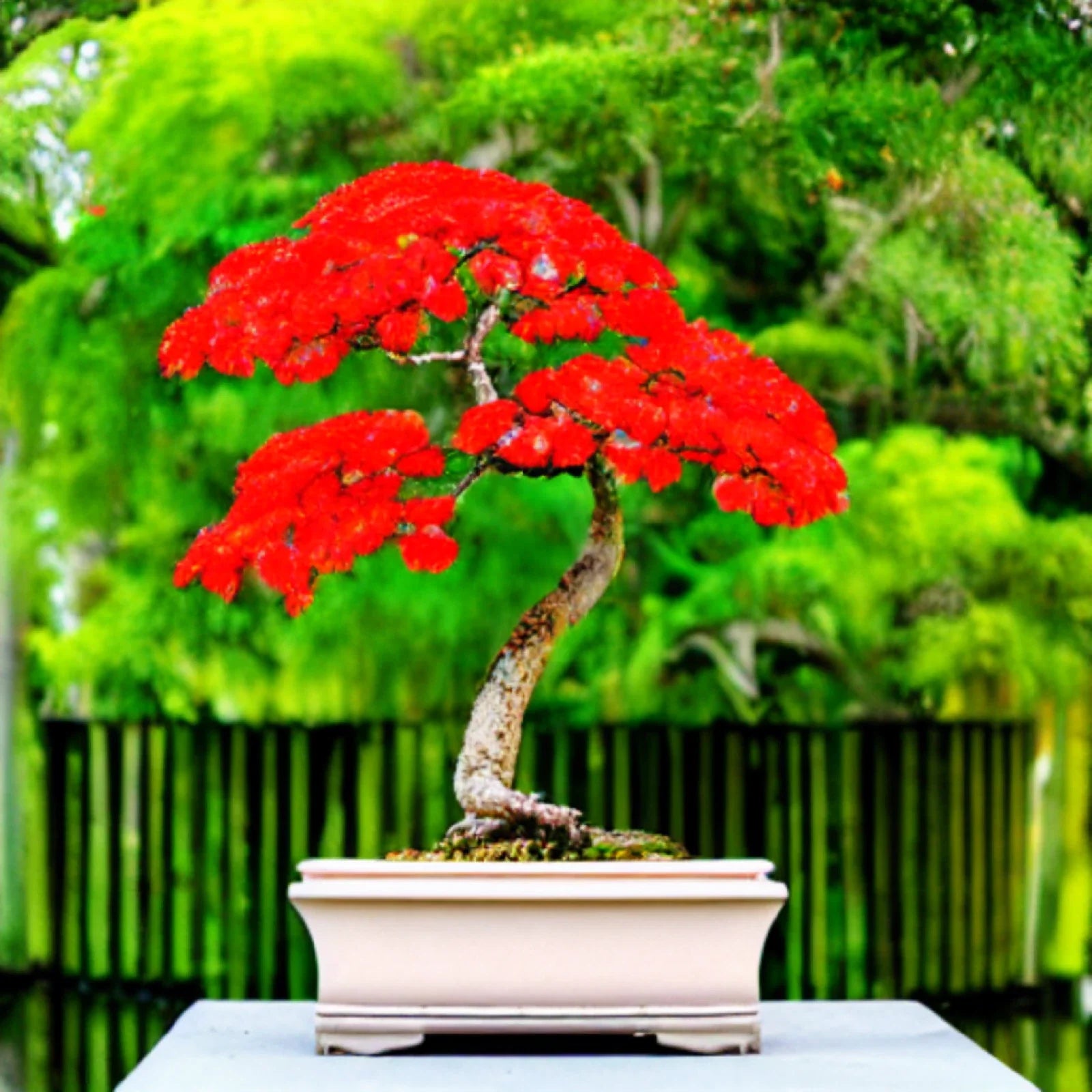 Red Flame Tree Seeds | 10 Count | Delonix regia Bonsai Variety | Tropical Plant Seeds | Free Shipping