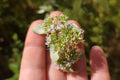 Florida Mountain Mint Seeds | 25 Seeds | Pycnanthemum floridanum | Native Mint for Gardens