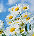 Shasta Daisy Seeds - 500+ Count - Native Wildflower for Summer Garden - Easy to Grow Flowers, Leucanthemum x superbum