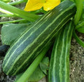 Cocozelle Zucchini Seeds 15+ Pack for Cooking, Culinary Use, Heirloom Vegetables, Cucurbita pepo