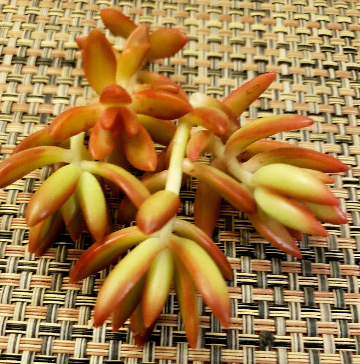Sedum Adolphii 'Firestorm' Cuttings - 2" Diameter - 3 Unrooted Succulent Plants